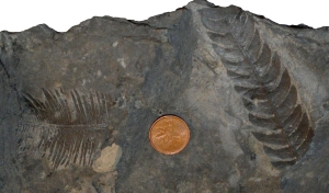 Early Cretaceous plant fossil in coal. Photo from Wikipedia commons.