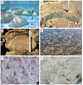 Figure 1 from Noffke and Awramik (2013). Modern and ancient examples of stromatolites and microbially laminated structures.