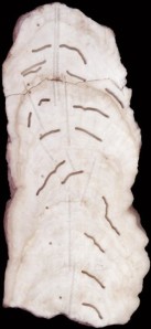 stalagmiteTauriusCave